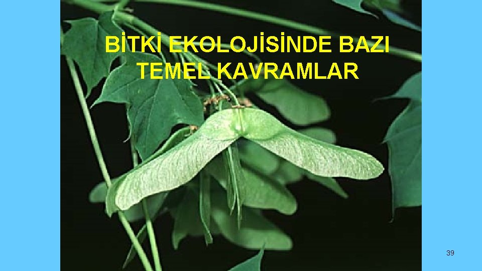 BİTKİ EKOLOJİSİNDE BAZI TEMEL KAVRAMLAR 39 