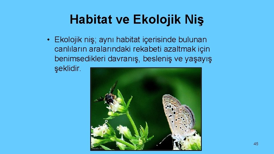 Habitat ve Ekolojik Niş • Ekolojik niş; aynı habitat içerisinde bulunan canlıların aralarındaki rekabeti