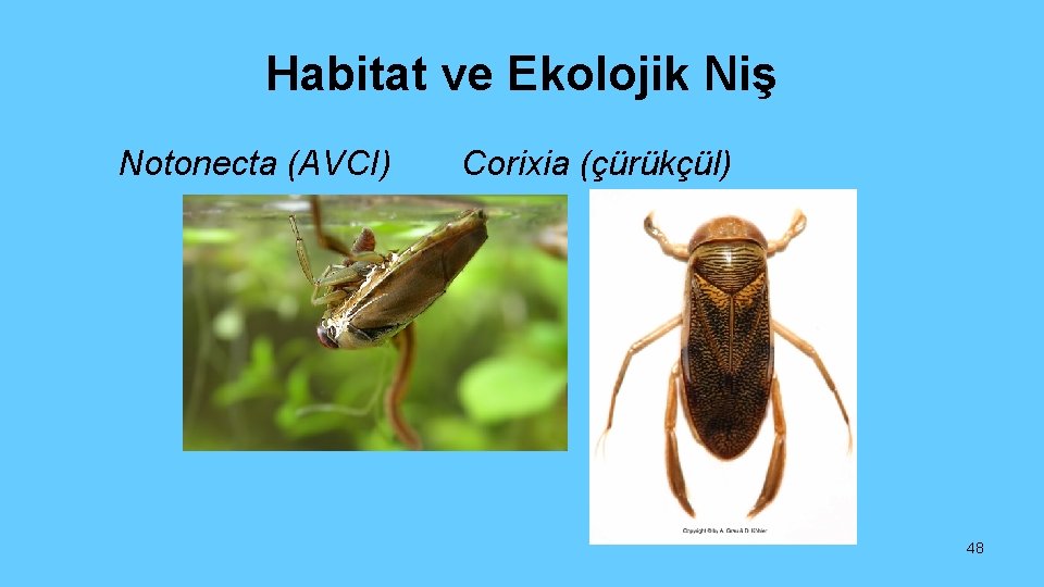 Habitat ve Ekolojik Niş Notonecta (AVCI) Corixia (çürükçül) 48 
