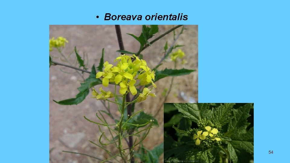  • Boreava orientalis 54 