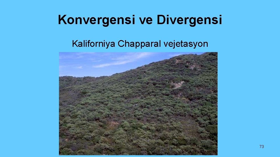 Konvergensi ve Divergensi Kaliforniya Chapparal vejetasyon 73 