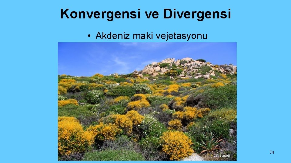 Konvergensi ve Divergensi • Akdeniz maki vejetasyonu 74 