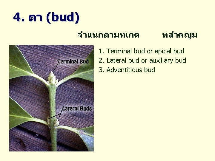 4. ตา (bud) จำแนกตามทเกด ทสำคญม 1. Terminal bud or apical bud 2. Lateral bud