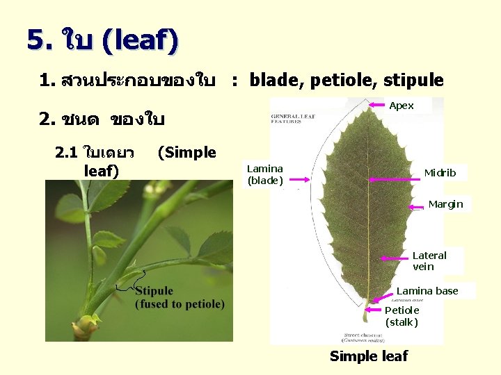 5. ใบ (leaf) 1. สวนประกอบของใบ : blade, petiole, stipule Apex 2. ชนด ของใบ 2.