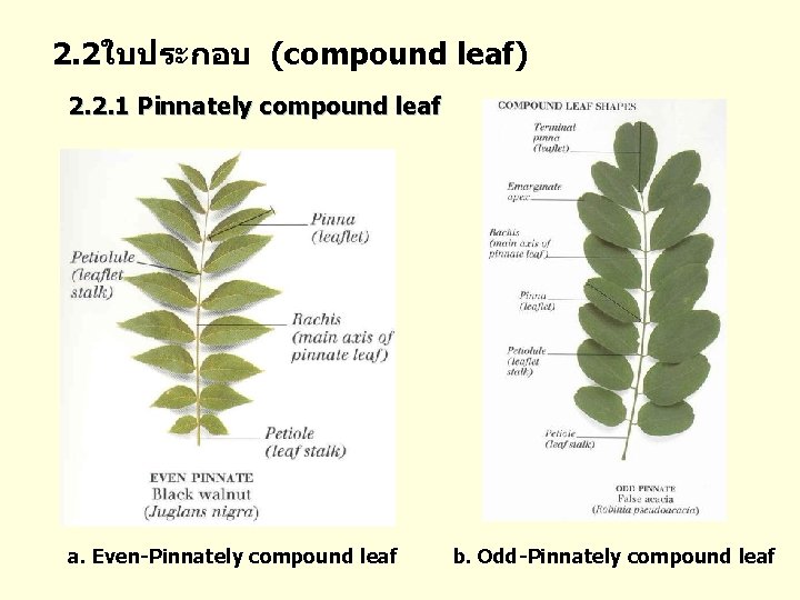 2. 2ใบประกอบ (compound leaf) 2. 2. 1 Pinnately compound leaf a. Even-Pinnately compound leaf