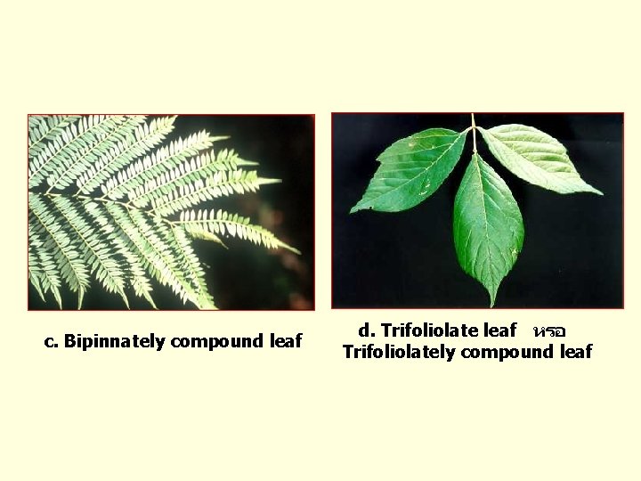 c. Bipinnately compound leaf d. Trifoliolate leaf หรอ Trifoliolately compound leaf 