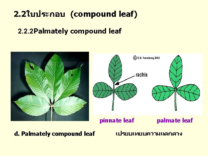 2. 2ใบประกอบ (compound leaf) 2. 2. 2 Palmately compound leaf pinnate leaf d. Palmately