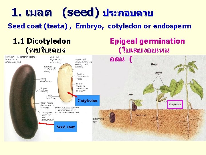 1. เมลด (seed) ประกอบดวย Seed coat (testa) , Embryo, cotyledon or endosperm 1. 1