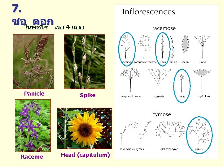 7. ชอในพชไร ดอก พบ 4 แบบ Panicle Raceme Spike Head (capitulum) 