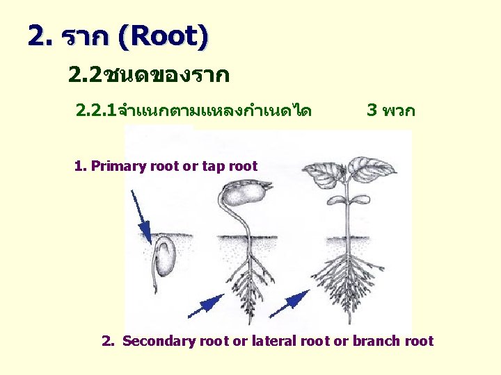 2. ราก (Root) 2. 2ชนดของราก 2. 2. 1จำแนกตามแหลงกำเนดได 3 พวก 1. Primary root or