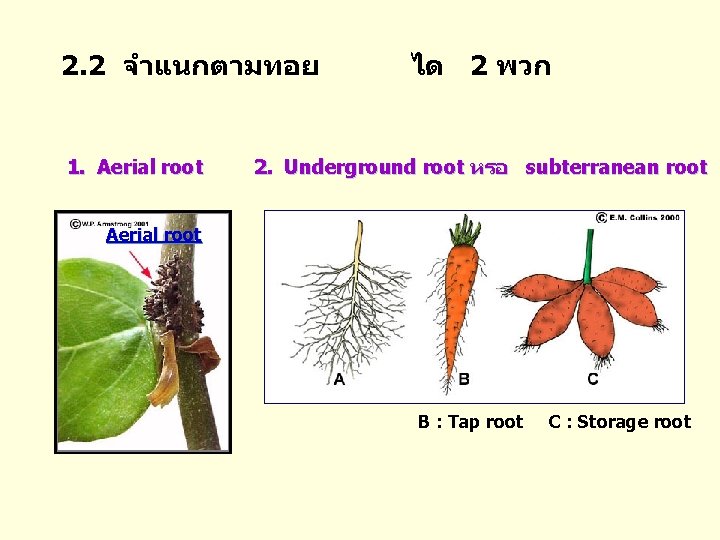 2. 2 จำแนกตามทอย 1. Aerial root ได 2 พวก 2. Underground root หรอ subterranean