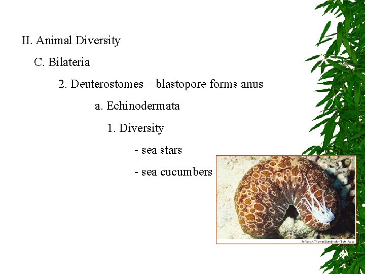 II. Animal Diversity C. Bilateria 2. Deuterostomes – blastopore forms anus a. Echinodermata 1.