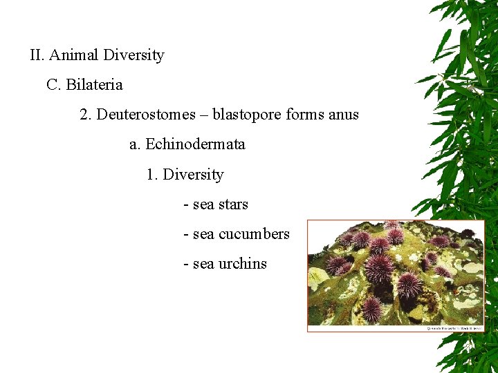 II. Animal Diversity C. Bilateria 2. Deuterostomes – blastopore forms anus a. Echinodermata 1.