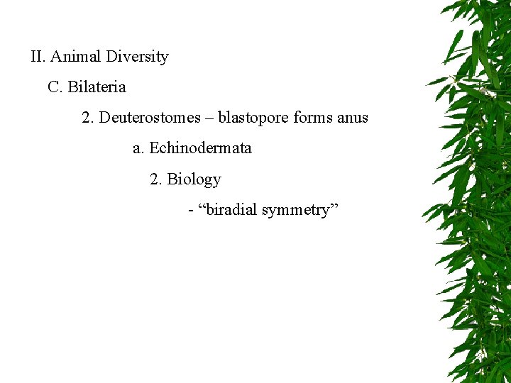 II. Animal Diversity C. Bilateria 2. Deuterostomes – blastopore forms anus a. Echinodermata 2.