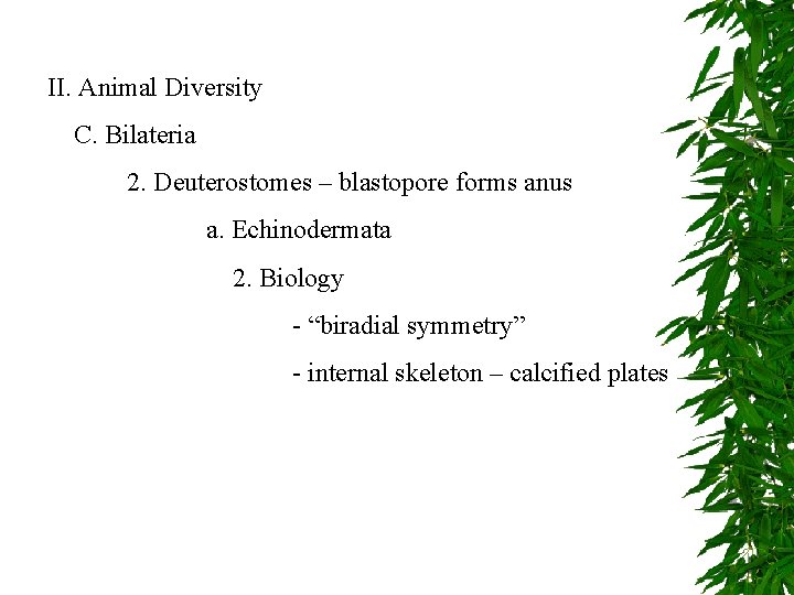 II. Animal Diversity C. Bilateria 2. Deuterostomes – blastopore forms anus a. Echinodermata 2.