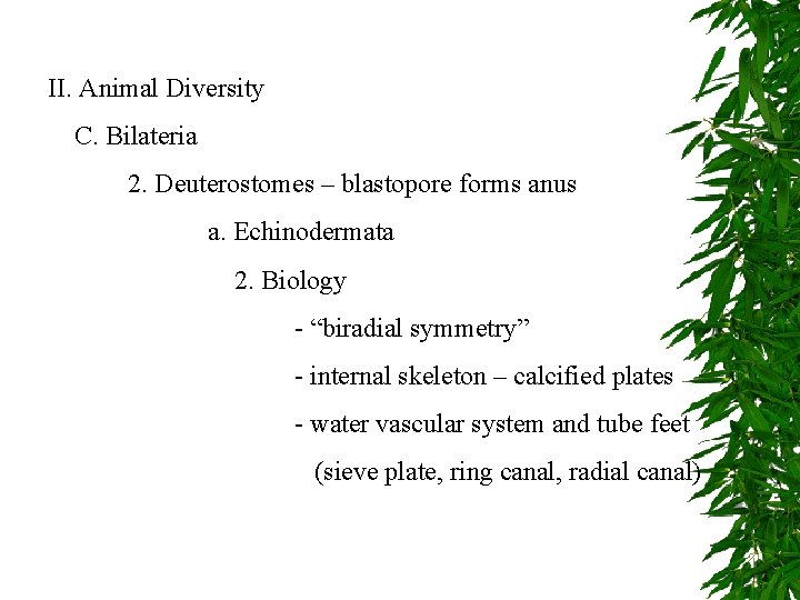 II. Animal Diversity C. Bilateria 2. Deuterostomes – blastopore forms anus a. Echinodermata 2.