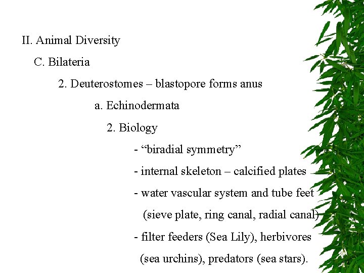 II. Animal Diversity C. Bilateria 2. Deuterostomes – blastopore forms anus a. Echinodermata 2.