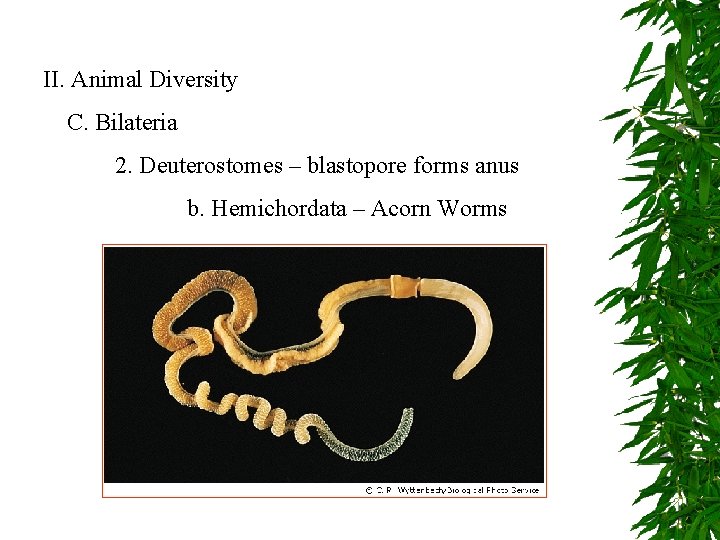 II. Animal Diversity C. Bilateria 2. Deuterostomes – blastopore forms anus b. Hemichordata –