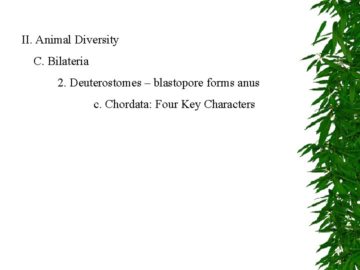 II. Animal Diversity C. Bilateria 2. Deuterostomes – blastopore forms anus c. Chordata: Four