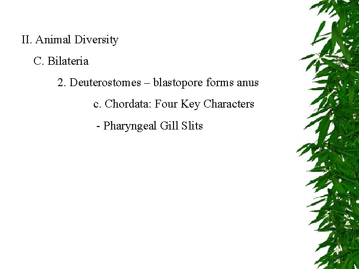 II. Animal Diversity C. Bilateria 2. Deuterostomes – blastopore forms anus c. Chordata: Four