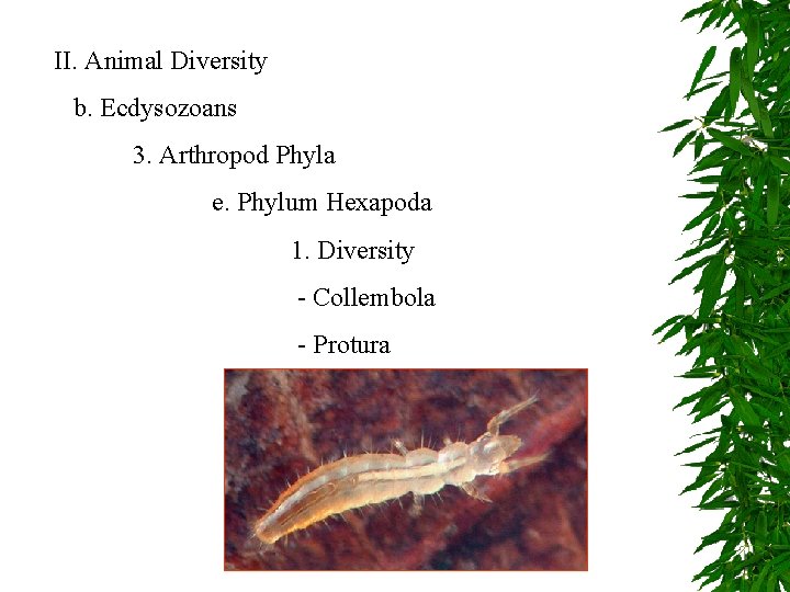 II. Animal Diversity b. Ecdysozoans 3. Arthropod Phyla e. Phylum Hexapoda 1. Diversity -