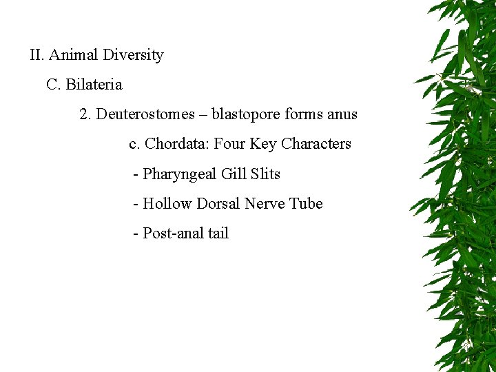 II. Animal Diversity C. Bilateria 2. Deuterostomes – blastopore forms anus c. Chordata: Four