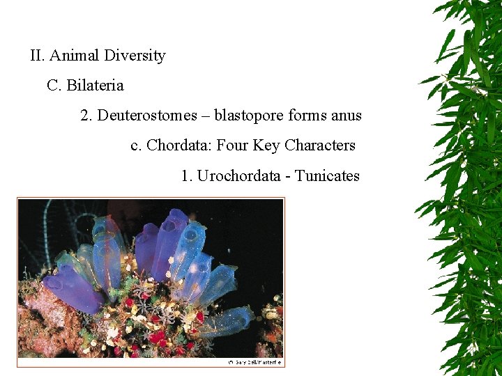 II. Animal Diversity C. Bilateria 2. Deuterostomes – blastopore forms anus c. Chordata: Four