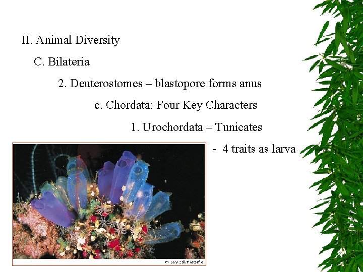 II. Animal Diversity C. Bilateria 2. Deuterostomes – blastopore forms anus c. Chordata: Four