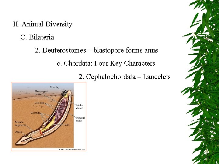 II. Animal Diversity C. Bilateria 2. Deuterostomes – blastopore forms anus c. Chordata: Four