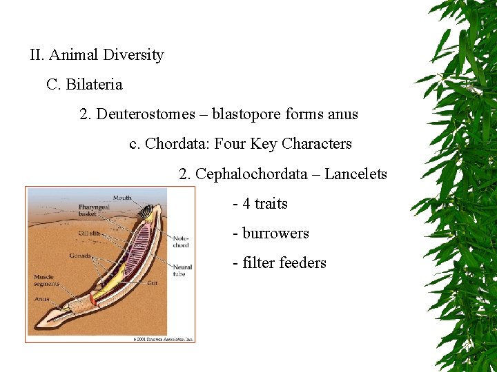 II. Animal Diversity C. Bilateria 2. Deuterostomes – blastopore forms anus c. Chordata: Four