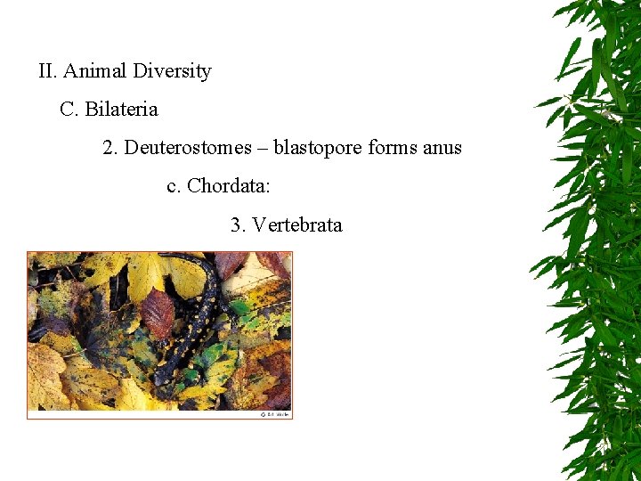 II. Animal Diversity C. Bilateria 2. Deuterostomes – blastopore forms anus c. Chordata: 3.