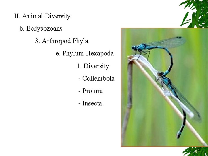 II. Animal Diversity b. Ecdysozoans 3. Arthropod Phyla e. Phylum Hexapoda 1. Diversity -