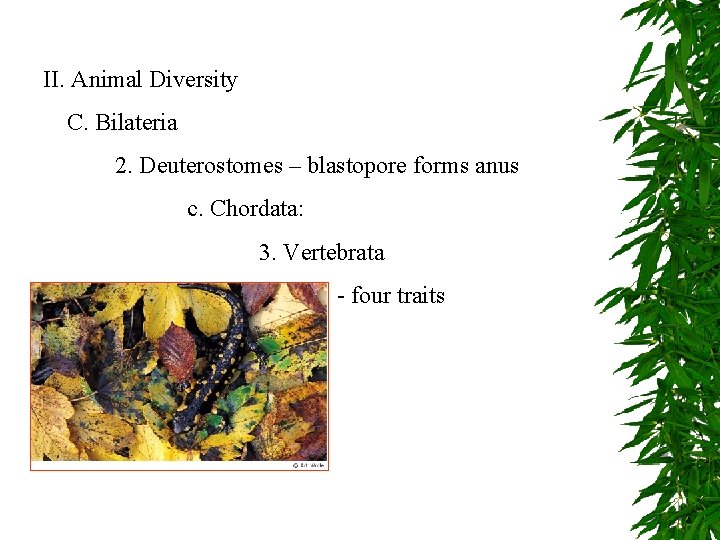 II. Animal Diversity C. Bilateria 2. Deuterostomes – blastopore forms anus c. Chordata: 3.