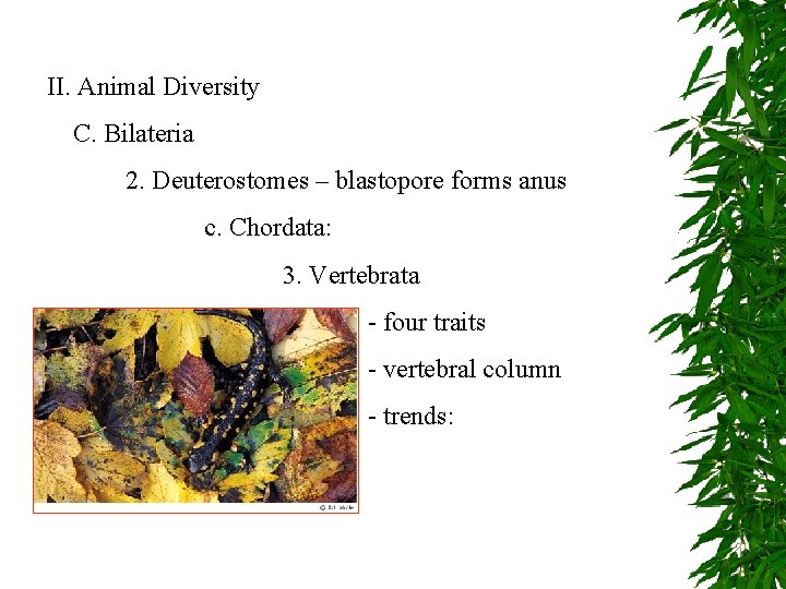 II. Animal Diversity C. Bilateria 2. Deuterostomes – blastopore forms anus c. Chordata: 3.