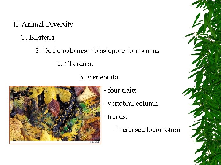 II. Animal Diversity C. Bilateria 2. Deuterostomes – blastopore forms anus c. Chordata: 3.