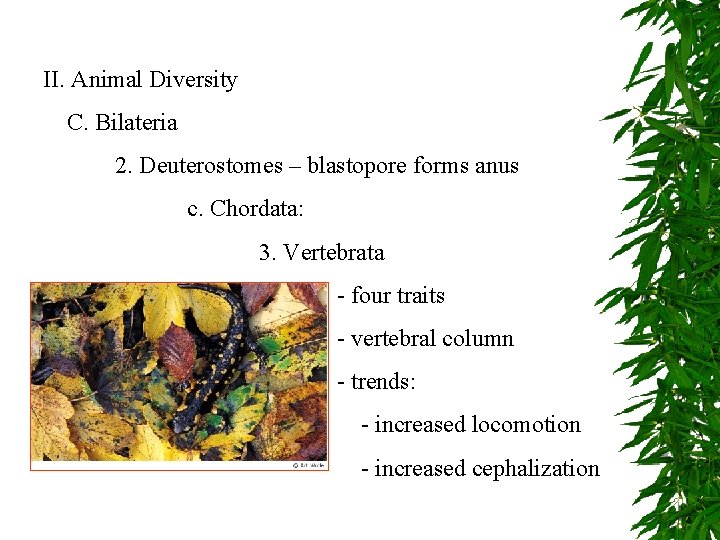 II. Animal Diversity C. Bilateria 2. Deuterostomes – blastopore forms anus c. Chordata: 3.