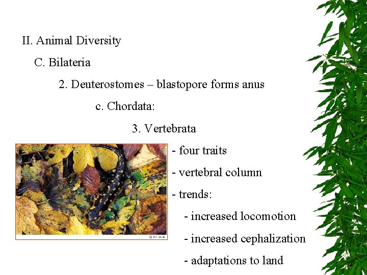 II. Animal Diversity C. Bilateria 2. Deuterostomes – blastopore forms anus c. Chordata: 3.