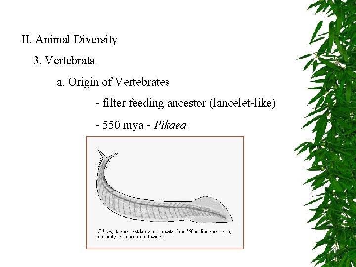 II. Animal Diversity 3. Vertebrata a. Origin of Vertebrates - filter feeding ancestor (lancelet-like)