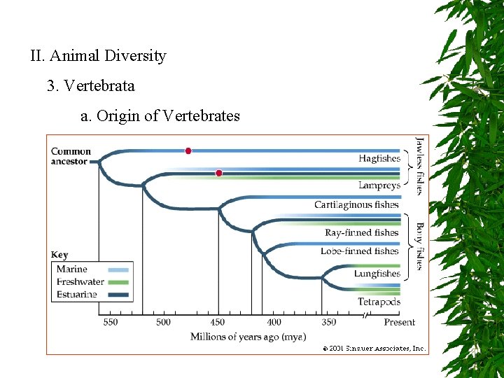 II. Animal Diversity 3. Vertebrata a. Origin of Vertebrates 