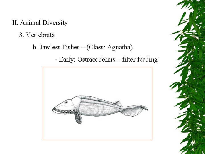 II. Animal Diversity 3. Vertebrata b. Jawless Fishes – (Class: Agnatha) - Early: Ostracoderms