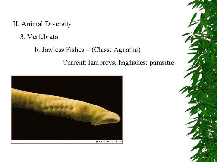 II. Animal Diversity 3. Vertebrata b. Jawless Fishes – (Class: Agnatha) - Current: lampreys,