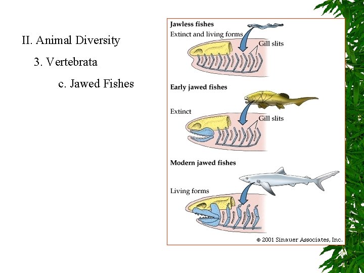 II. Animal Diversity 3. Vertebrata c. Jawed Fishes 