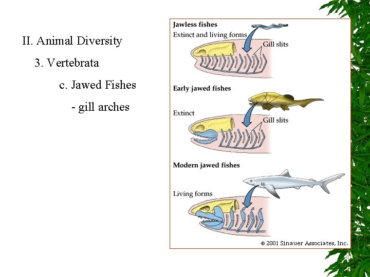 II. Animal Diversity 3. Vertebrata c. Jawed Fishes - gill arches 