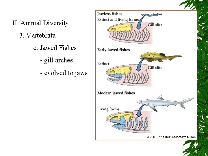 II. Animal Diversity 3. Vertebrata c. Jawed Fishes - gill arches - evolved to