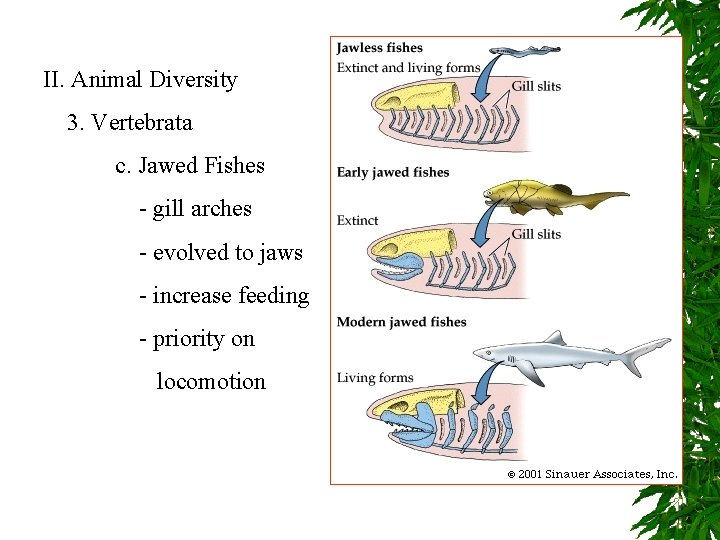 II. Animal Diversity 3. Vertebrata c. Jawed Fishes - gill arches - evolved to