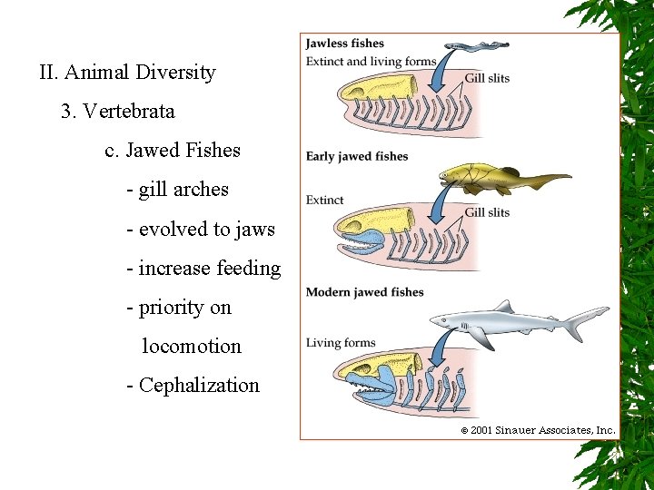 II. Animal Diversity 3. Vertebrata c. Jawed Fishes - gill arches - evolved to