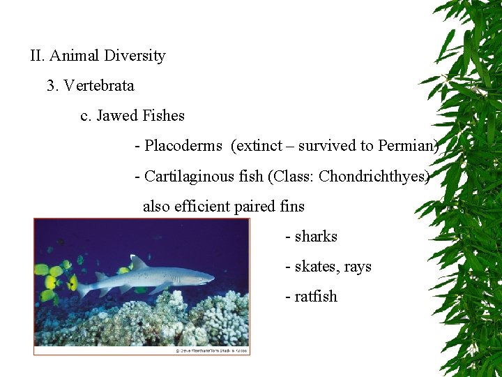 II. Animal Diversity 3. Vertebrata c. Jawed Fishes - Placoderms (extinct – survived to