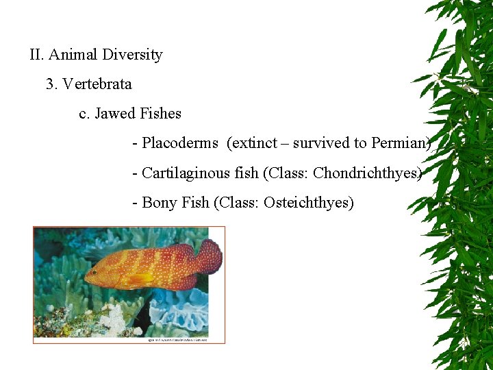 II. Animal Diversity 3. Vertebrata c. Jawed Fishes - Placoderms (extinct – survived to