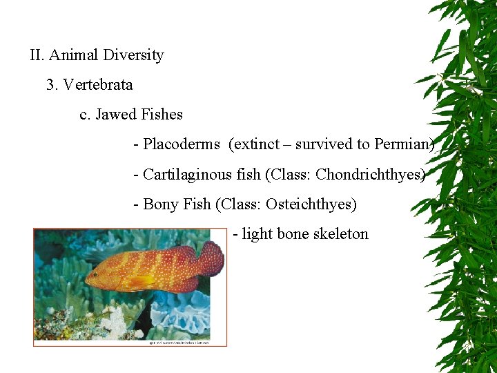 II. Animal Diversity 3. Vertebrata c. Jawed Fishes - Placoderms (extinct – survived to