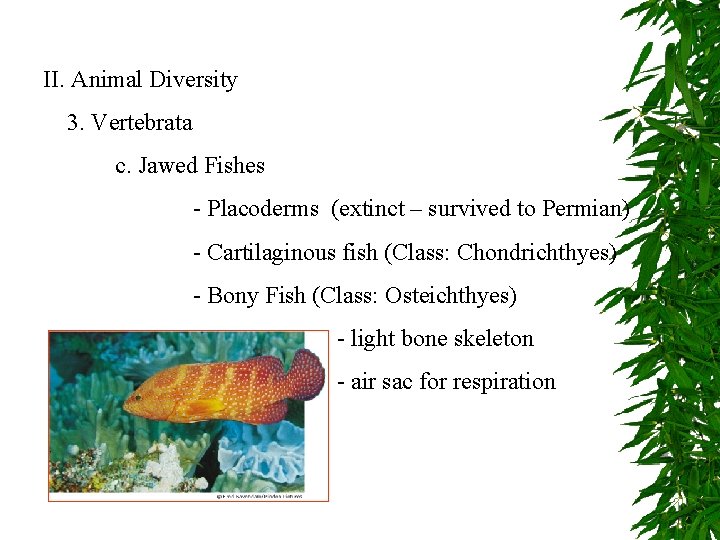 II. Animal Diversity 3. Vertebrata c. Jawed Fishes - Placoderms (extinct – survived to